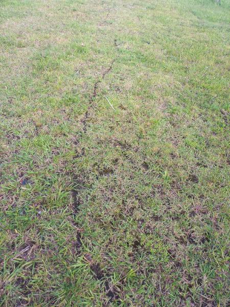 Estrada formada pelas formigas no gramado.